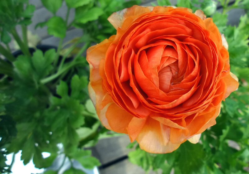 Orange Ranunculus Flower — Calm, Photograph