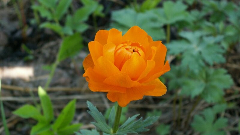 Orange Ranunculus Flower — Calm, Spring