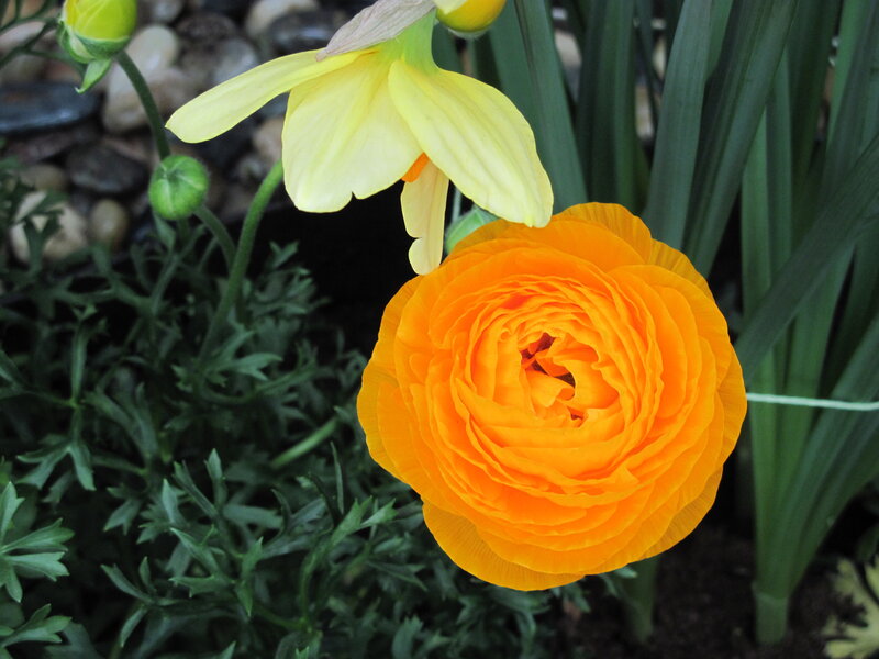 Orange Ranunculus Flower — Calm