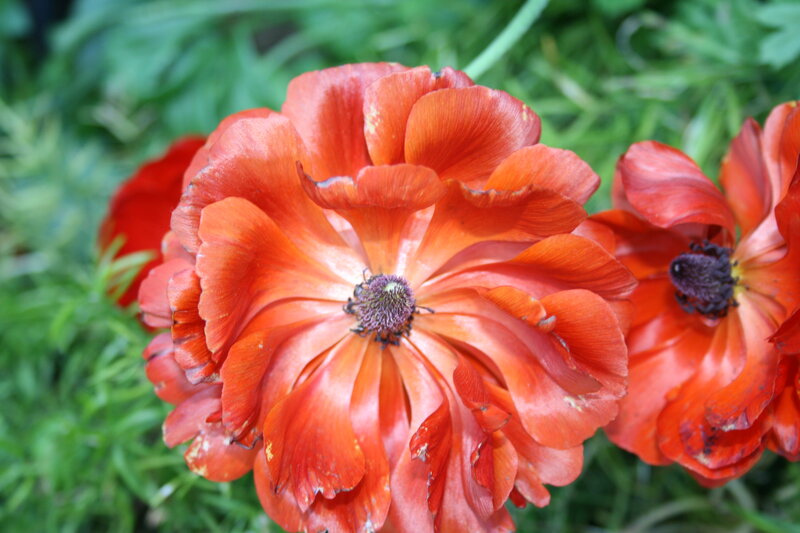 Orange Ranunculus Flower — Natural