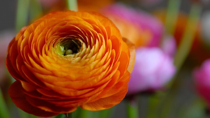 Orange Ranunculus Flower — Serene