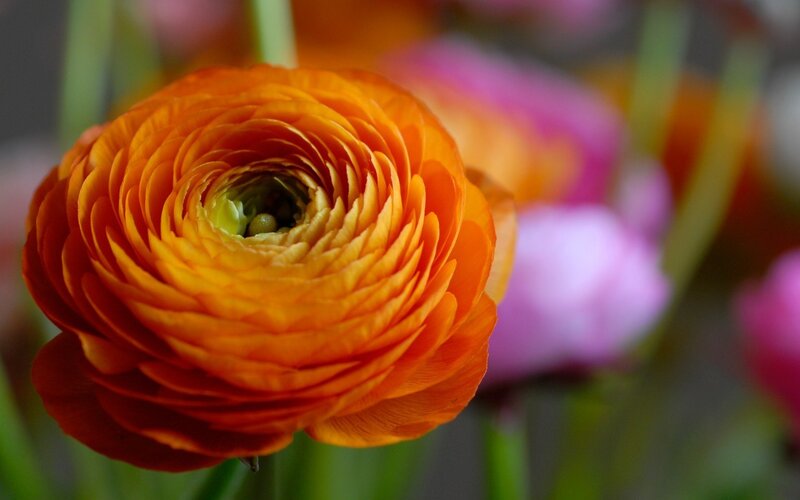 Orange Ranunculus Flower