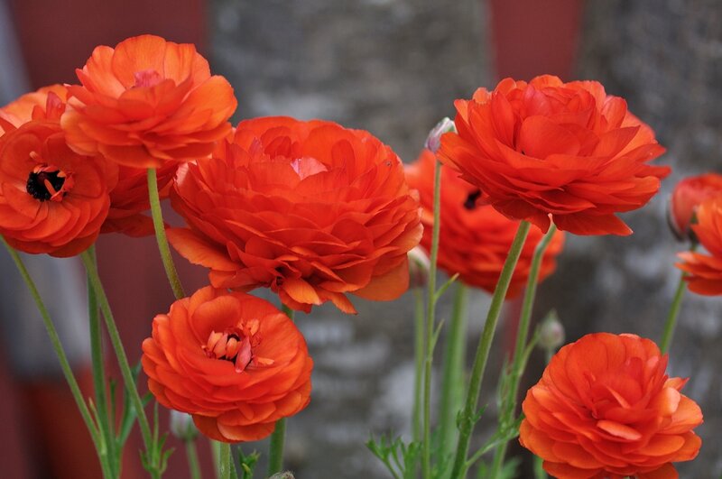 Orange Ranunculus Flowers — Calm, Photograph