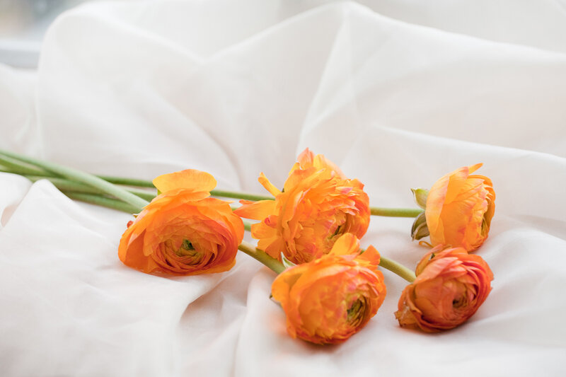 Orange Ranunculus Flowers — Serene, Morning