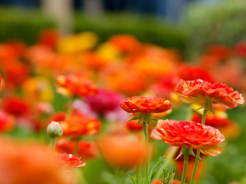 Orange Ranunculus Flowers — Serene