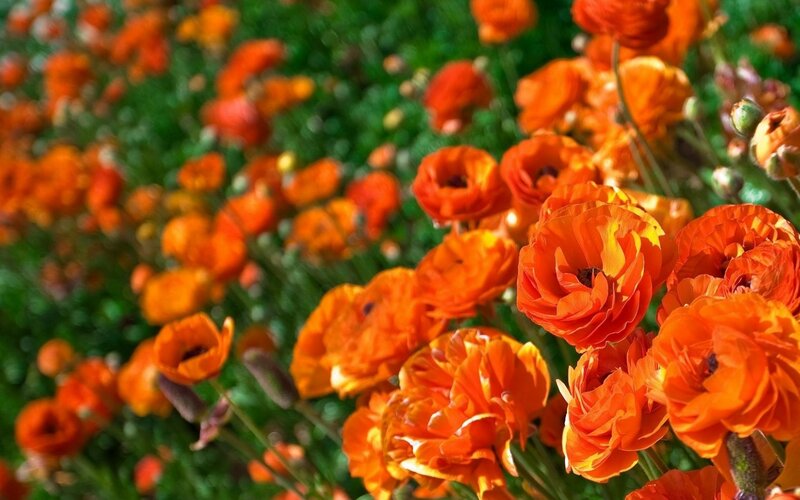 Orange Ranunculus Flowers — Vibrant, Afternoon