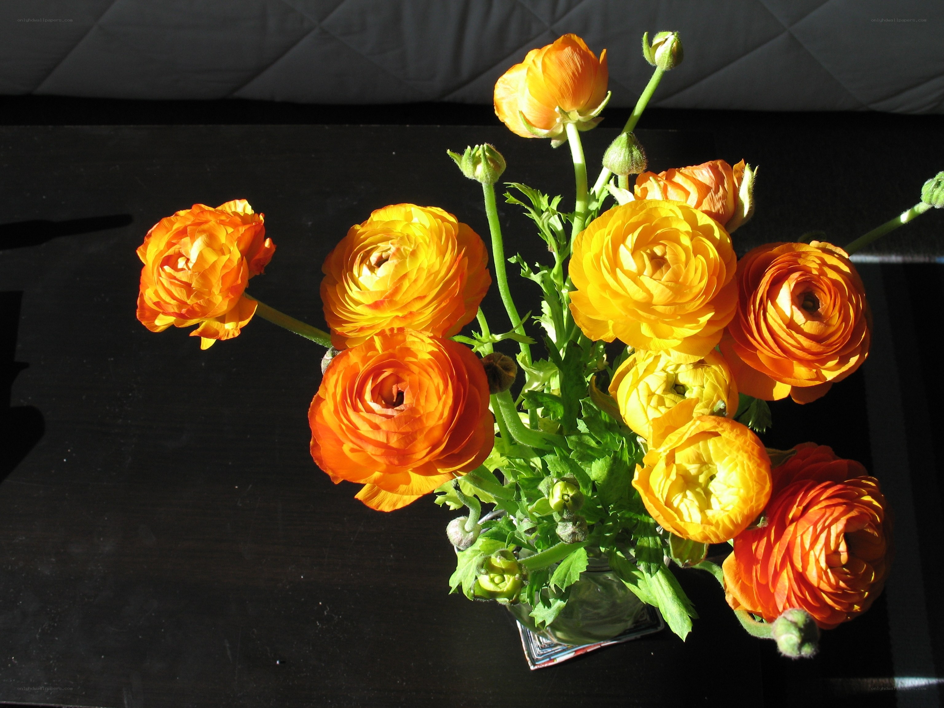 Orange ranunculus flowers