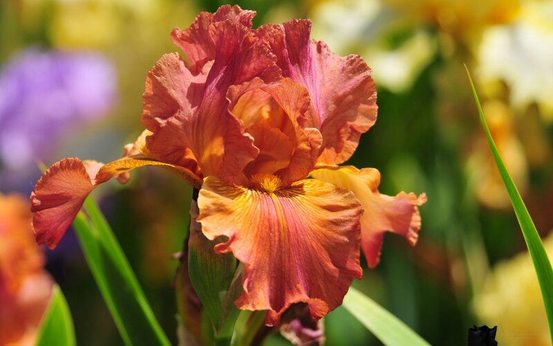 Orange-red Iris Flower