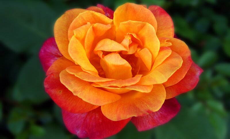Orange-red Rose Flower — Orange, Calm, Afternoon