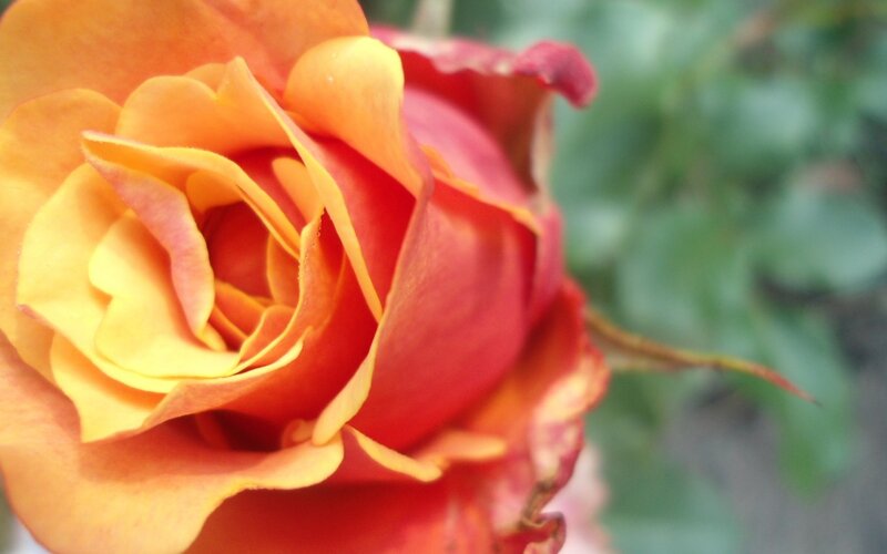 Orange-red Rose Flower — Orange, Calm