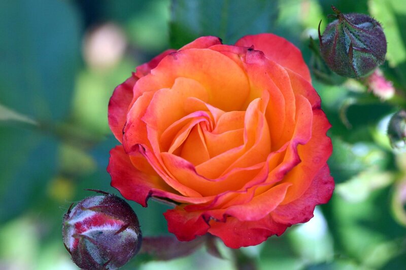 Orange-red Rose Flower — Orange