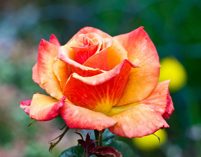 Orange-red Rose Flower — Red, Calm, Afternoon