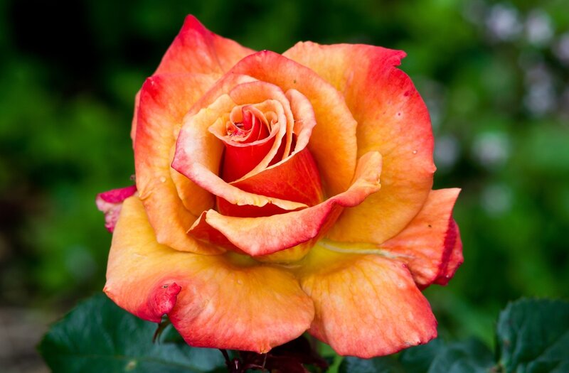 Orange-red Rose Flower — Red, Calm