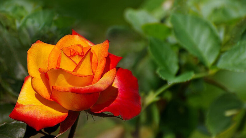 Orange-red Rose Flower — Red, Serene