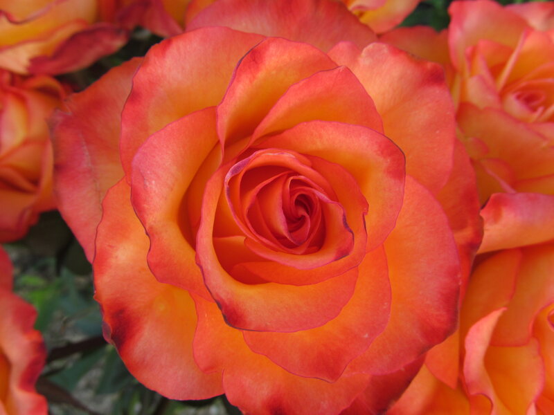 Orange-red Rose Flower — Red