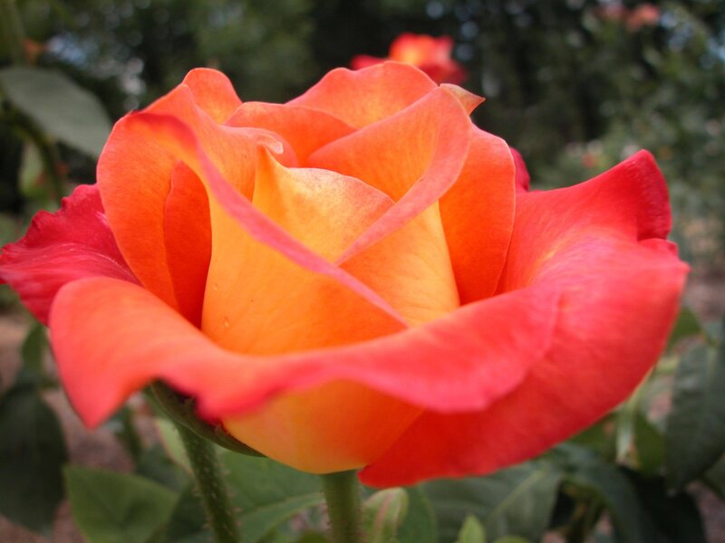 Orange-red Rose Flower
