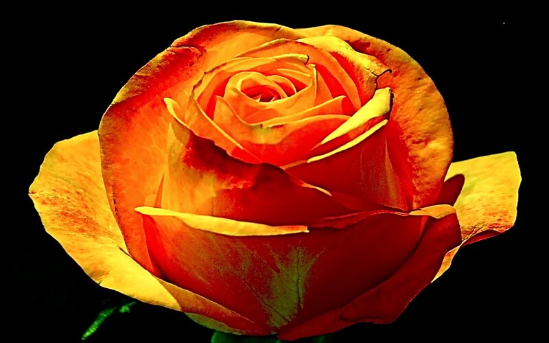 Orange-red Rose