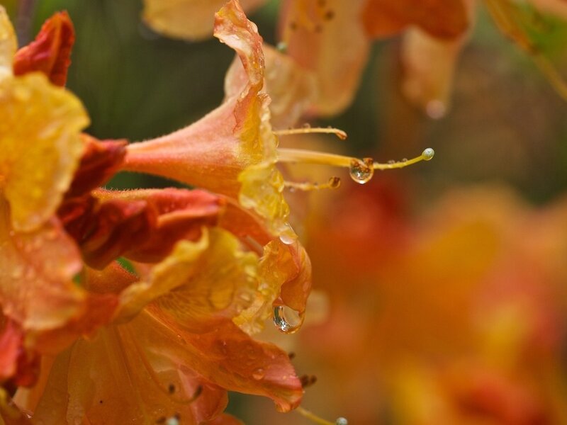 Orange Rhododendron Flower — Serene