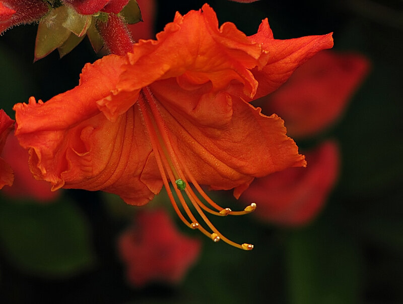 Orange Rhododendron Flower