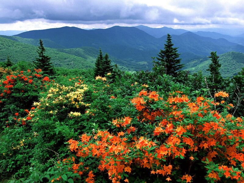Orange Rhododendron Flowers — Green, Serene