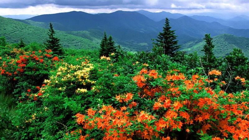 Orange Rhododendron Flowers — Green