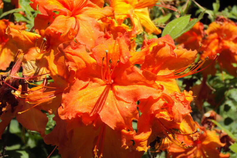 Orange Rhododendron Flowers