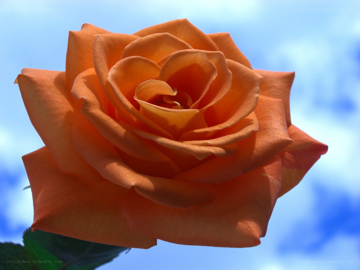 orange rose against blue sky