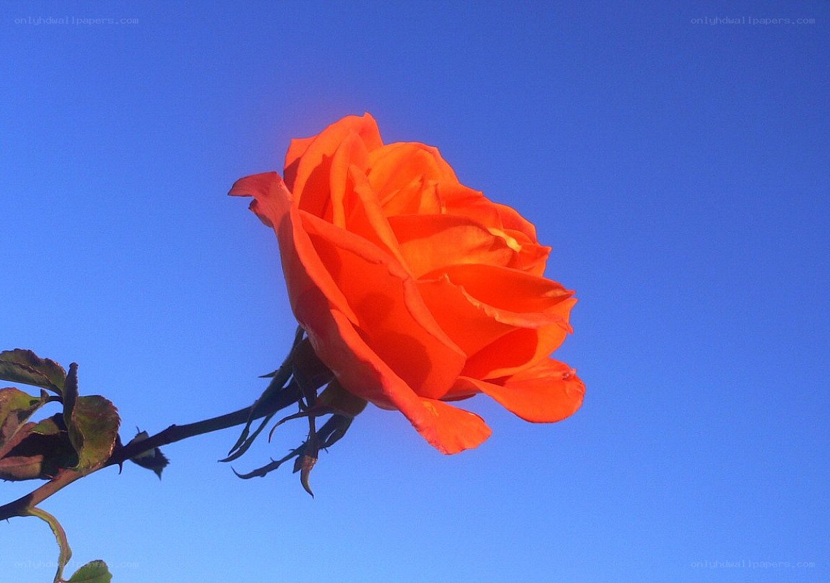 orange rose against blue sky
