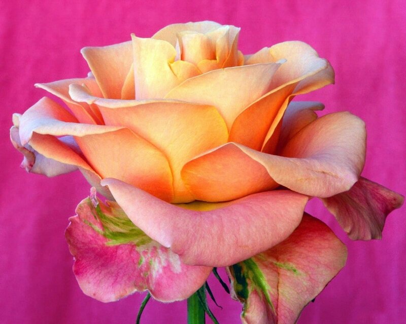 Orange rose against pink