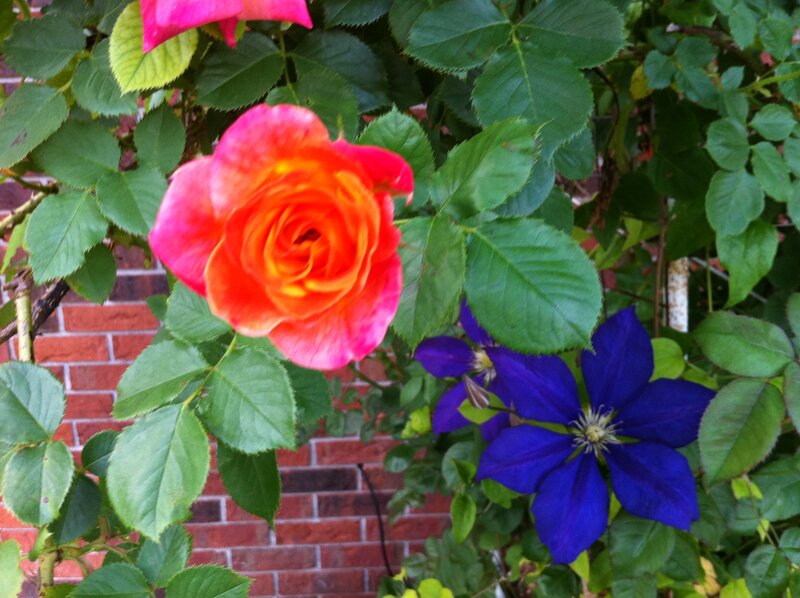 Orange Rose and Blue Clematis