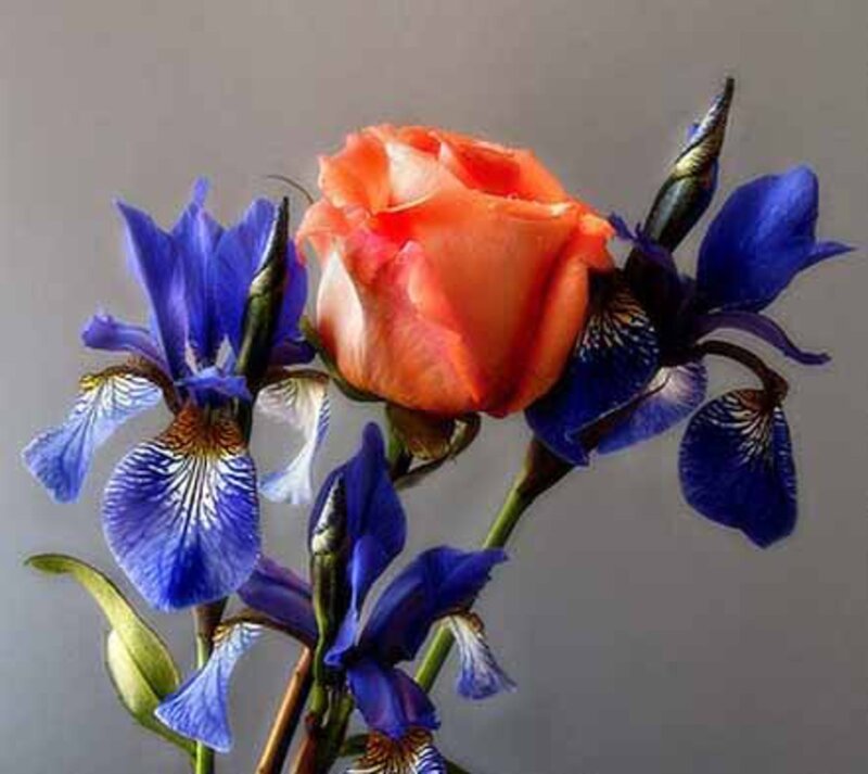 Orange Rose and Blue Irises — Calm