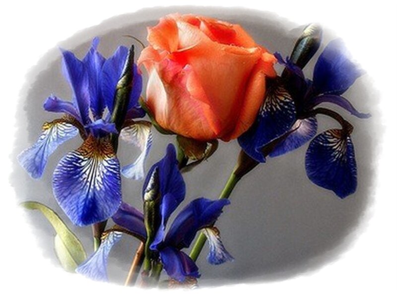 Orange Rose and Blue Irises