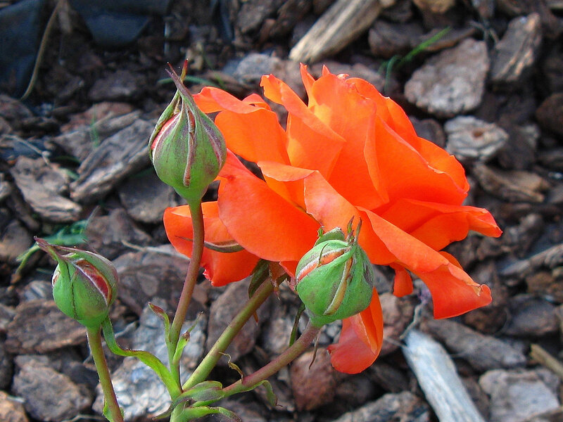 Orange Rose and Buds — Natural