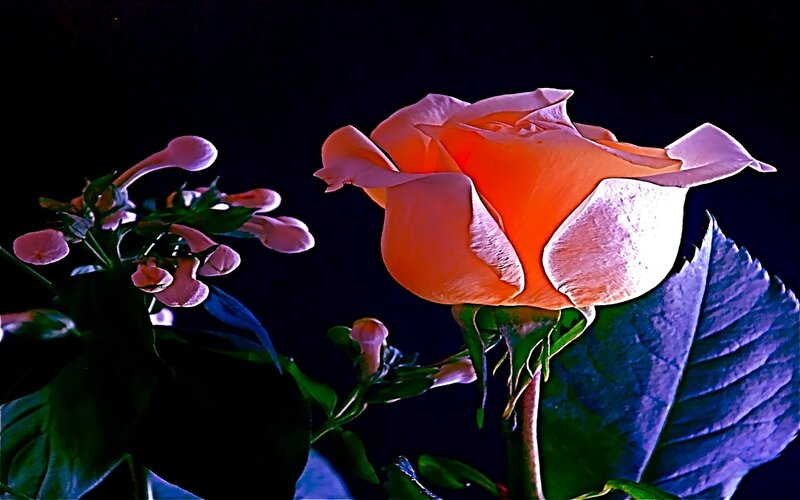 Orange Rose and Buds