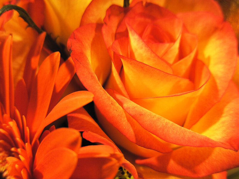 Orange Rose and Daisy