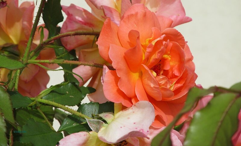 Orange Rose Bloom — Calm, Afternoon