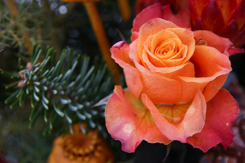 Orange Rose Bloom — Calm, Autumn