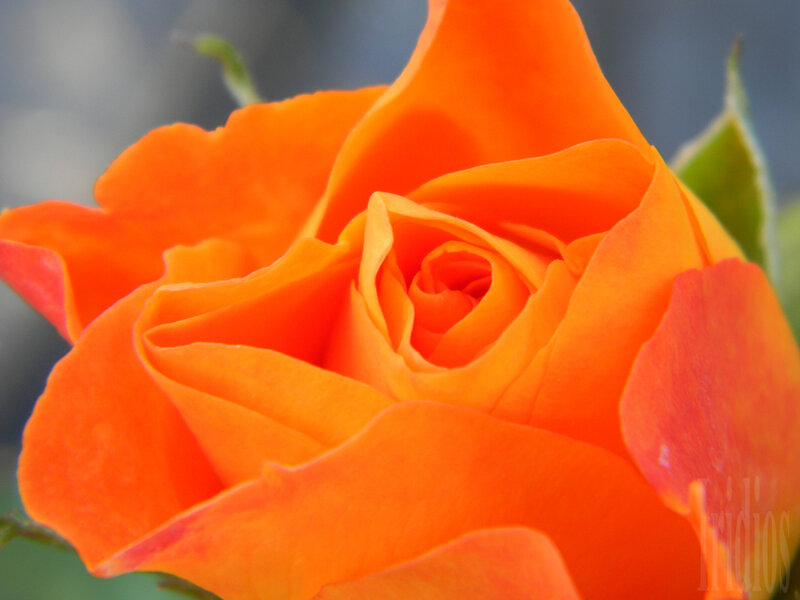 Orange Rose Bloom — Calm, Photograph, Petals