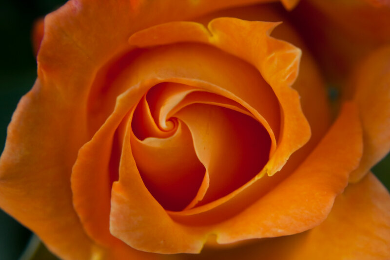 Orange Rose Bloom — Calm, Photograph