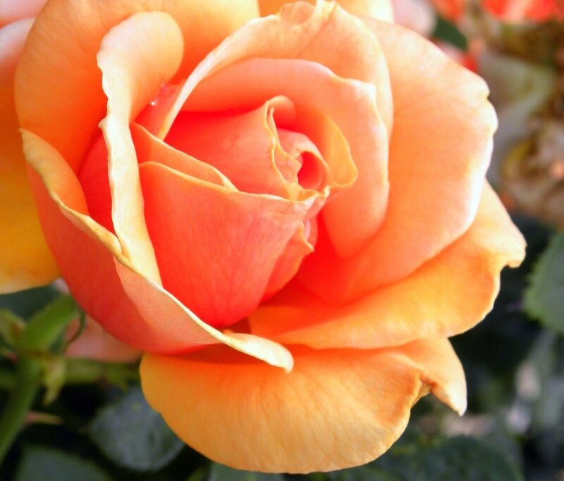 Orange Rose Bloom — Calm