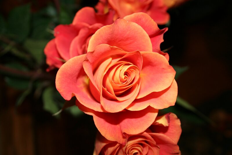 Orange Rose Bloom — Dramatic