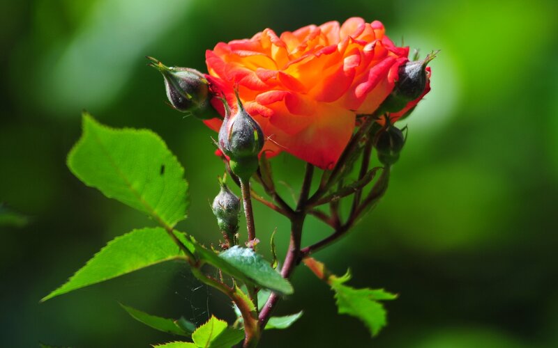 Orange Rose Bloom — Natural