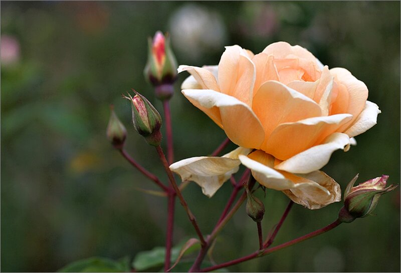 Orange Rose Bloom — Peach