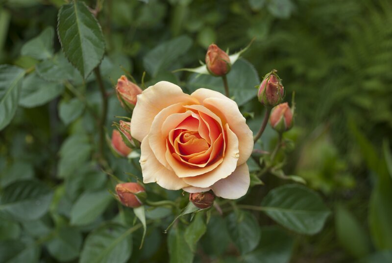 Orange Rose Bloom — Serene