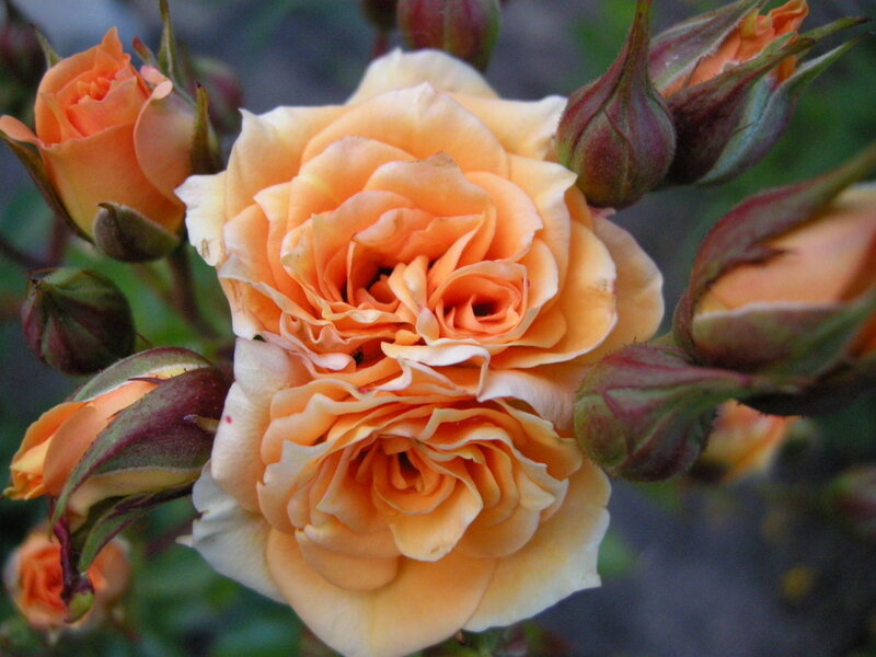 Orange Rose Bloom