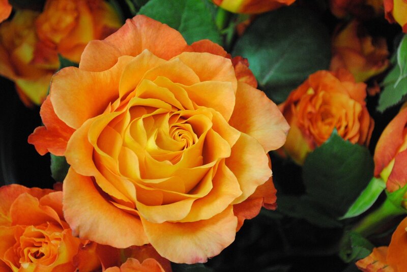Orange Rose Bouquet — Calm, Photograph, Flowers
