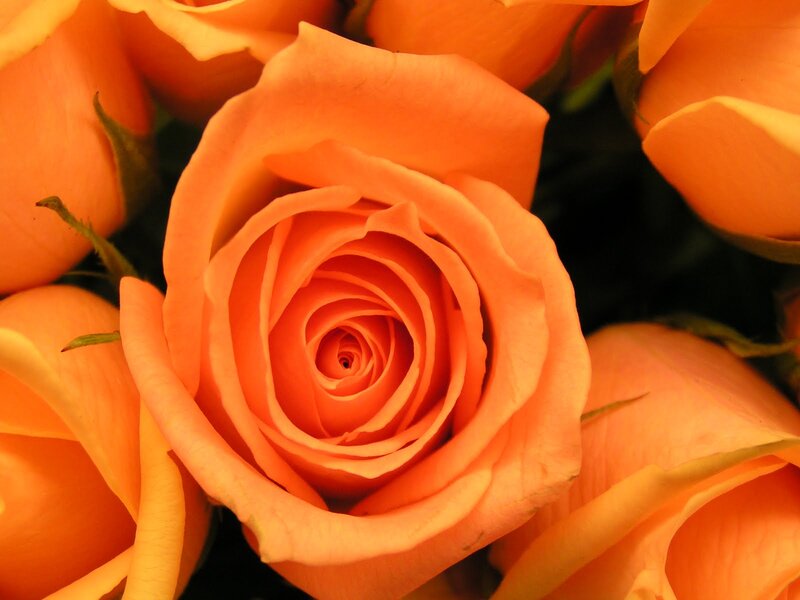 Orange Rose Bouquet — Calm, Photograph