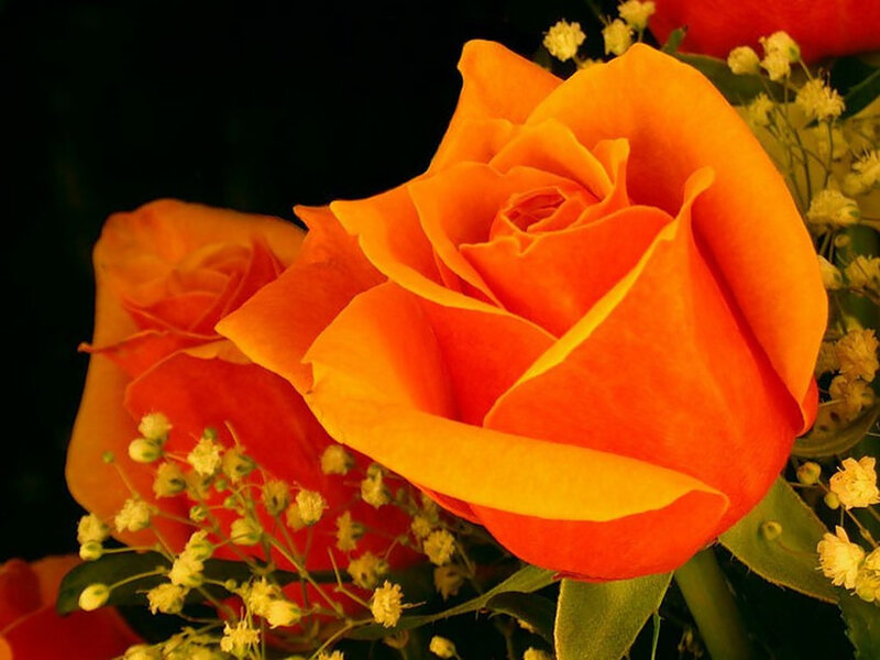 Orange Rose Bouquet — Dramatic