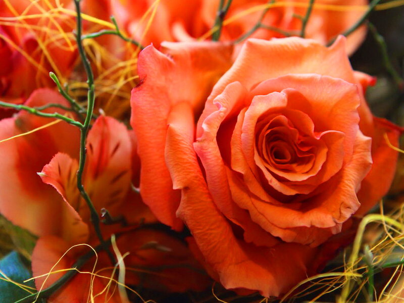 Orange Rose Bouquet — Warm
