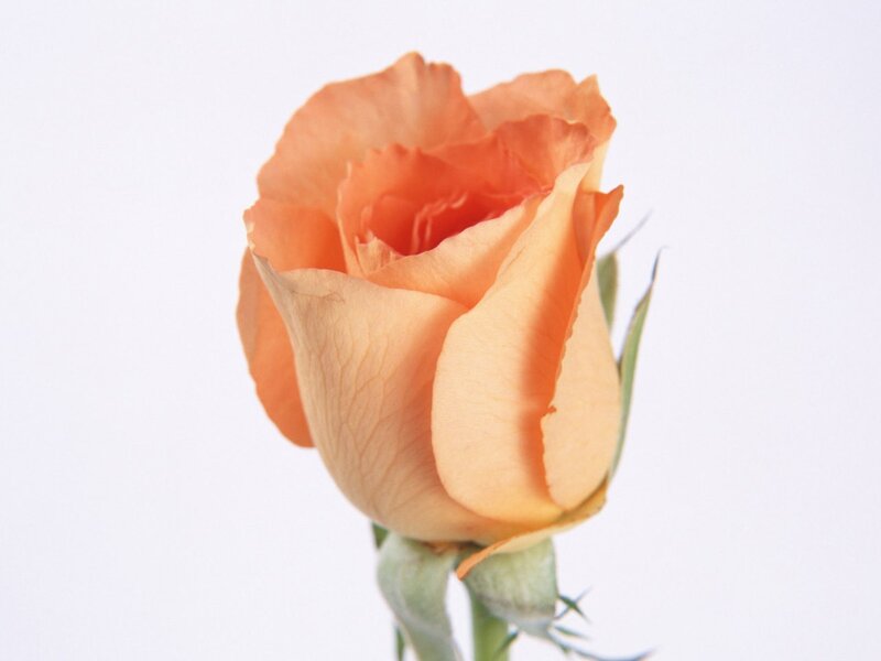 orange rose bud